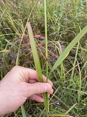Panicum virgatum