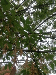 Acer triflorum