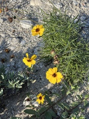 Thelesperma filifolium