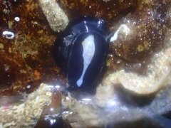 Scutus antipodes