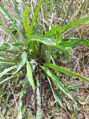 Drimia elata