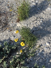 Thelesperma filifolium