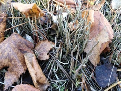 Cladonia gracilis