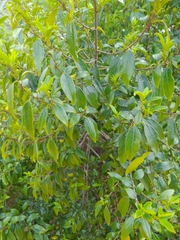 Rhamnus prinoides