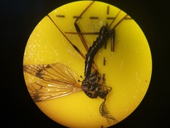 Dictenidia bimaculata