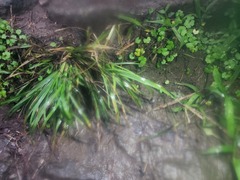 Eleusine indica