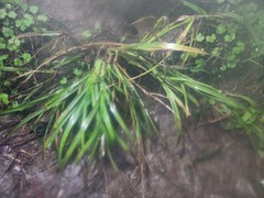 Eleusine indica