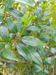 Rhamnus prinoides