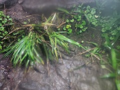 Eleusine indica