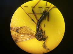 Dictenidia bimaculata