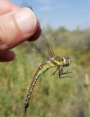 Aeshna mixta