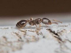 Temnothorax schaumii