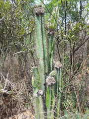 Cereus jamacaru