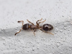 Temnothorax schaumii