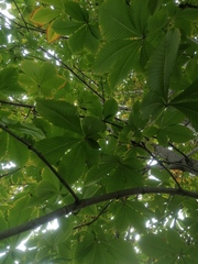 Aesculus turbinata
