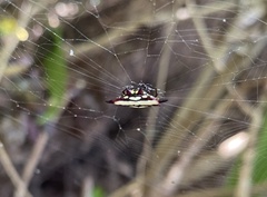 Gasteracantha fornicata