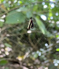 Gasteracantha fornicata
