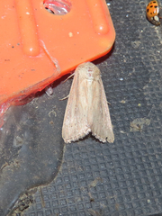 Mythimna oxygala