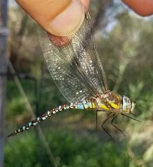 Aeshna mixta