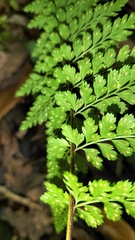 Asplenium adiantum-nigrum