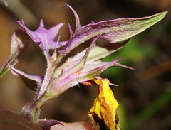Melampyrum subalpinum