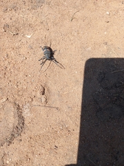 Pycnopsis brachyptera brachyptera