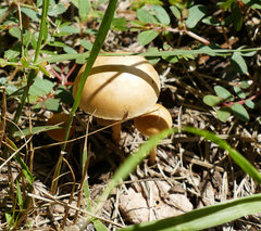 Agrocybe pediades