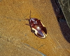 Chelonarium ornatum