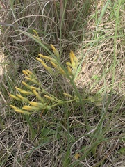Sebaea grisebachiana