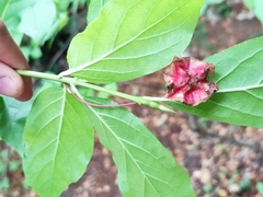 Euonymus latifolius
