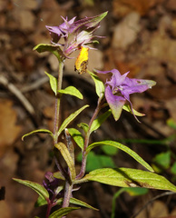 Melampyrum subalpinum