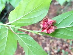 Euonymus latifolius