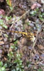 Diphlebia euphoeoides