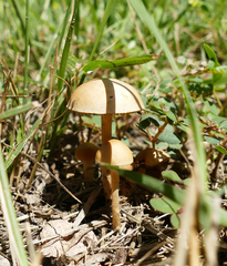 Agrocybe pediades