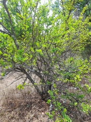 Ehretia rigida