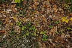 Melampyrum subalpinum