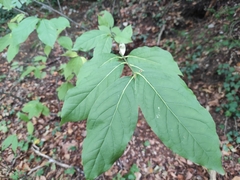 Euonymus latifolius