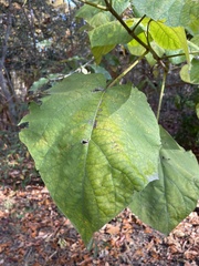 Paulownia tomentosa