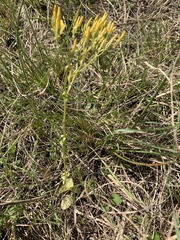 Sebaea grisebachiana