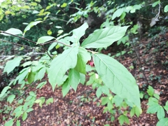 Euonymus latifolius
