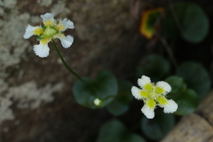 Parnassia