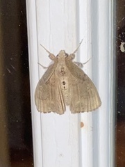 Dasychira vagans