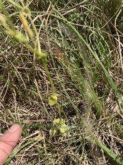 Sebaea grisebachiana