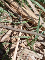 Pycnopsis brachyptera brachyptera