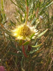 Protea scolymocephala