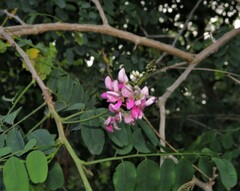 Indigofera jucunda