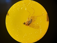 Elaphropeza ephippiata