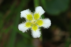 Parnassia