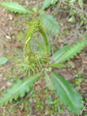 Berkheya radula