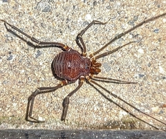 Gonyleptidae
